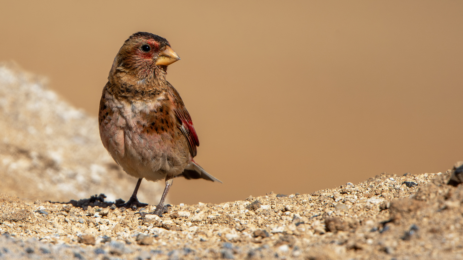 Crimson-winged Finch